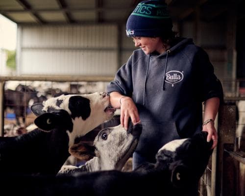 ‘The cows beat the shit out of the robots the first day’: the tech revolution designed to improve dairy farming