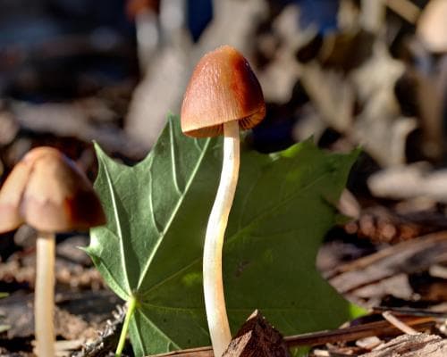 ‘Nature’s original engineers’: scientists explore the amazing potential of fungi