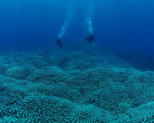 Citizen scientists discover a Great Barrier Reef coral giant ‘like a rolling meadow’