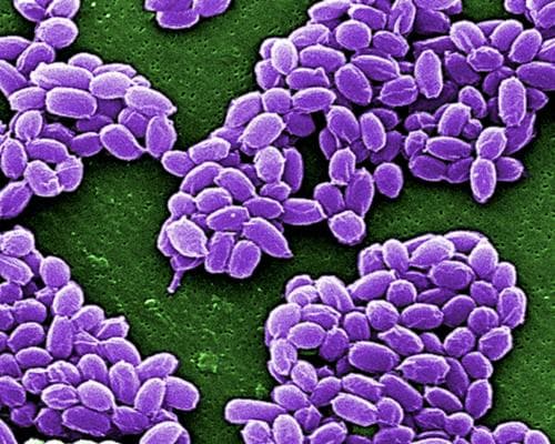Taxonomy isn’t sexy science, but it deserves wider appreciation | Letter
