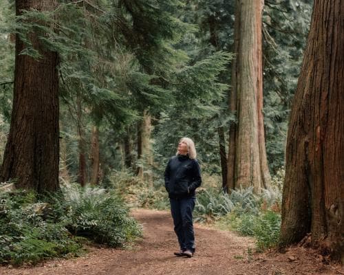When the Forest Breathes by Suzanne Simard review – the Indiana Jones of trees returns